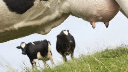 Las vacas con menos estrés y mejor salud son más eficientes y producen más leche. Foto: IStock