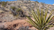 Yucca schidigera disminuyó los efectos adversos de las infecciones por Eimeria en pollos de engorde. Foto: Forest & Kim Starr