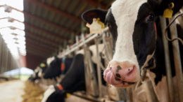"El nitrógeno es un problema importante en el ganado vacuno y otros rumiantes. Así que sí, también estamos trabajando en ello", afirma Julien Martin. Foto: Canva