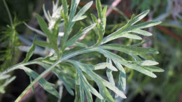 La Artemisia absinthium y las semillas de calabaza podrían utilizarse como tratamientos y aliviar los posibles efectos negativos causados por una infección por A. galli. Foto: Agnieszka Kwiecień