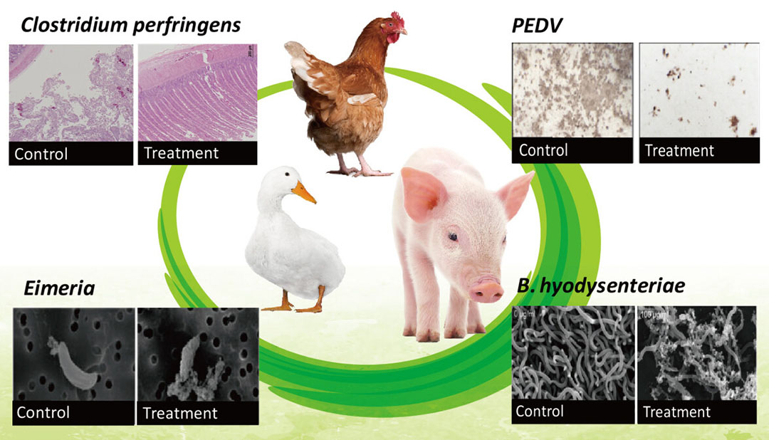 Efectos beneficiosos de los ciclolipopéptidos derivados de especies de Bacillus en enfermedades animales (las imágenes están adaptadas de Horng et al., AMB Express, 2019, 9:188; Yu et al., Animals, 2021, 11:3576; Peng et al., AMB Express, 2019,9:191).