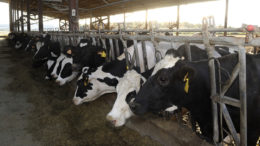 Un estudio evaluó el impacto del suministro de ácido biliar en la eficiencia productiva de vacas lecheras en transición. Foto: Grupo La Chance