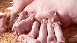 La manipulación nutricional de la salud intestinal de los lechones comienza antes del nacimiento, al final de la gestación y durante la lactancia. Foto: Canva