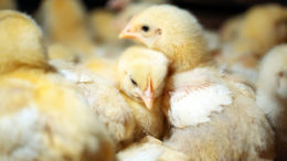 La translocación de microbiota en aves de alto rendimiento provoca inflamación local extra y estrés oxidativo en el intestino. Foto: adobe stock photo