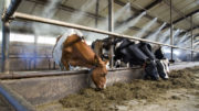 Un sistema de nebulización puede refrescar a las vacas lecheras en los días calurosos. Foto: Ruud Ploeg Fotografie