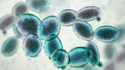 La levadura Saccharomyces cerevisiae puede utilizarse como probiótico para restablecer la flora normal del intestino. Foto: Kateryna Kon