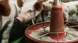 En una reciente investigación española, 24 cerdos destetados participaron en un ensayo para ver si la suplementación dietética con SDP influía en la eficacia de la vacuna contra la PPA.  Foto: Ronald Hissink