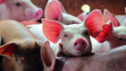 Foto: Shutterstock