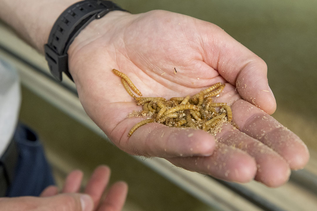 Alimentar a los animales de granja con insectos tiene buena acogida entre los consumidores, pero éstos quieren estar bien informados. Foto: Koos Groenewold