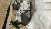 Es importante recordar que el ganado brasileño consume, principalmente, pastos en los sistemas de producción en libertad. Foto: Canva