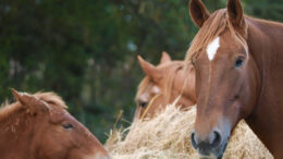 Como herbívoros, los caballos están continuamente expuestos a diversas micotoxinas y, como fermentadores postgástricos, son susceptibles a las micotoxinas como animales monogástricos.  Foto: Canva