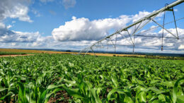La Compañía Nacional de Abastecimiento de Brasil, Conab, prevé un aumento tanto de la superficie como de la producción de maíz. Foto: Canva
