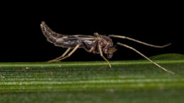 Se han encontrado formalmente unas 5.000 especies de mosquitos no picadores. Foto: Canva