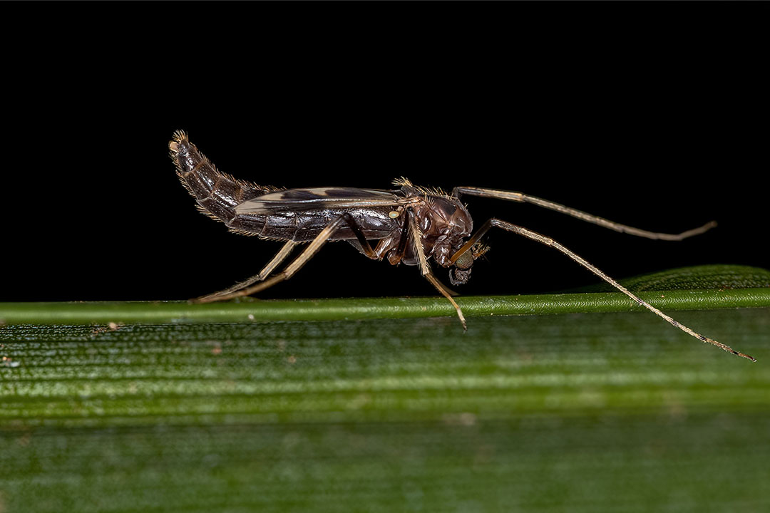 larvas de insectos acuáticos