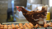La administración del suplemento derivado de la madera a gallinas ponedoras mejoró el número y la masa de huevos. Foto: Ton Kastermans Fotografie