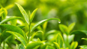 Las hojas de té verde se han utilizado en el campo de la nutrición terapéutica, principalmente por la presencia de derivados polifenólicos como la carnitina y la catequina, que desempeñan un papel importante en la oxidación de los ácidos grasos y la producción de ATP. Foto: Canva