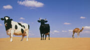 Ganado en el desierto. Dos vacas domésticas (Bos taurus) y un camello dromedario (Camelus dromedarius) en el desierto. Al igual que la vaca, el dromedario es un animal domesticado. Se utiliza como bestia de carga, mientras que la vaca se cría por su leche, su carne y su piel. Fotografiado en Dubai, Emiratos Árabes Unidos.