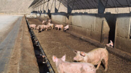 Cerdos dentro del establo con el comedero a lo largo de la pared exterior. Fotos: Aage Krogsdam
