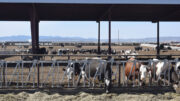 Las vacas se alimentan en Utah, en el comedero. Foto: Aage Krogsdam