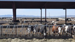 Las vacas se alimentan en Utah, en el comedero. Foto: Aage Krogsdam