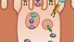Figura 1: Transportadores de Mn en la célula intestinal