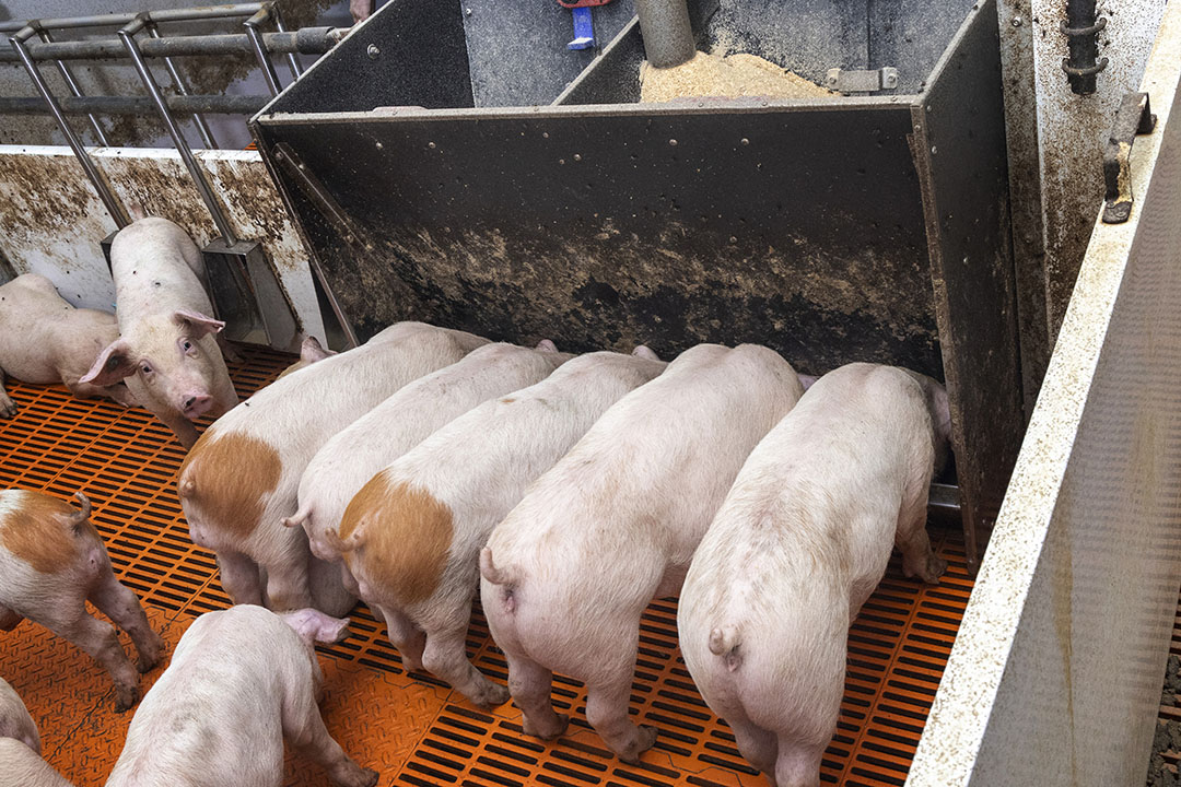 Para las pruebas se utilizaron cerdos de unas cinco semanas de edad. Los cerdos de la foto no participaron en las pruebas: Koos Groenewold
