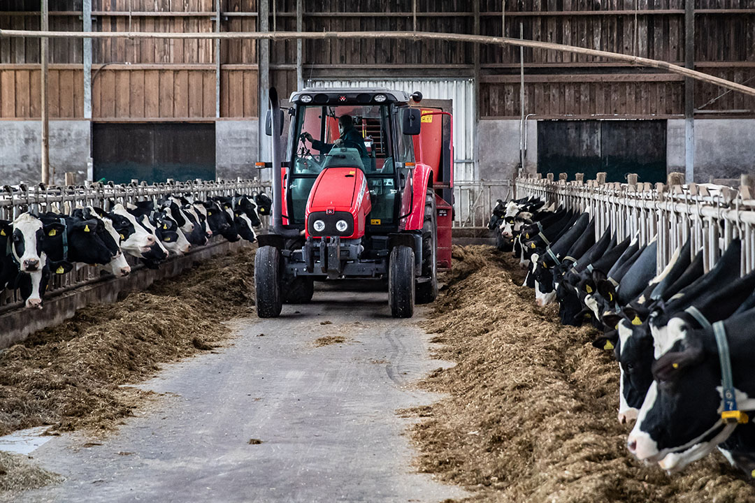 Es importante que los ganaderos calculen las necesidades diarias de nutrientes de las vacas. Foto: Ronald Hissink