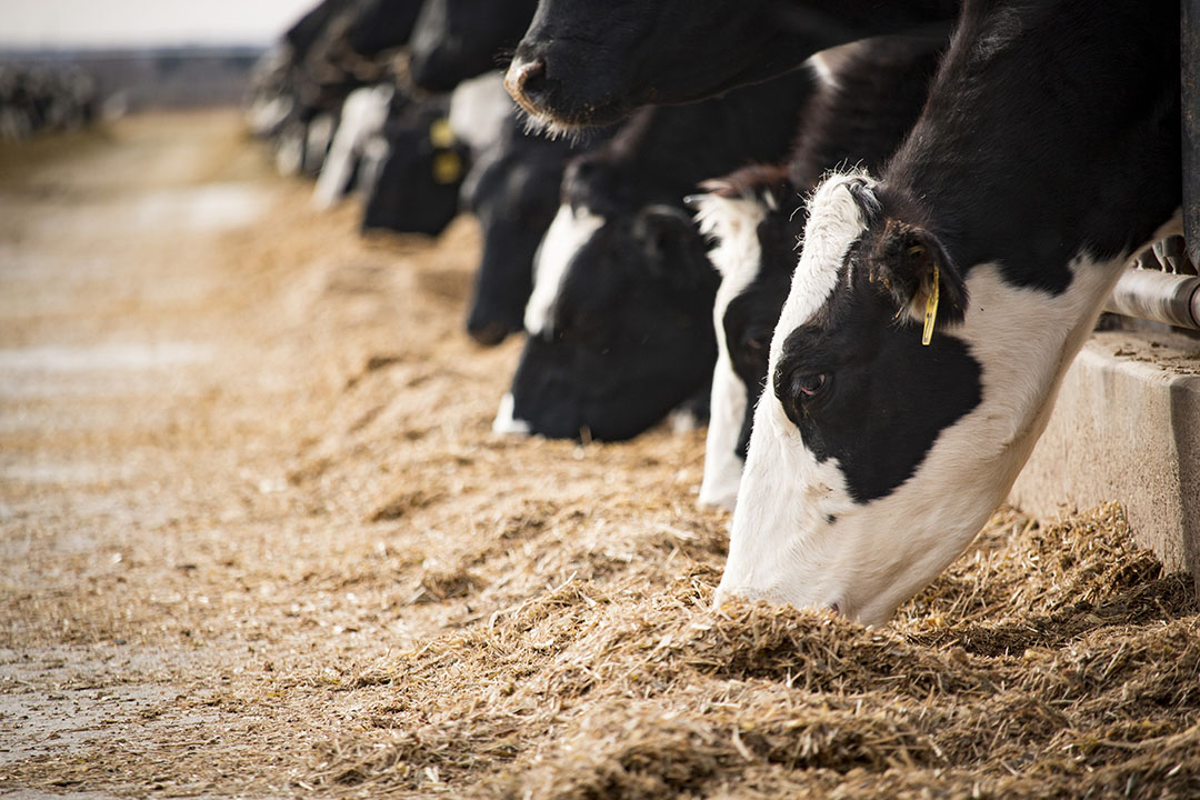 Reducir el nivel total de proteínas en la dieta puede aumentar la sostenibilidad de la ración láctea, pero no el impacto en carbono del kilogramo de leche producido. Foto: Trouw Nutrition