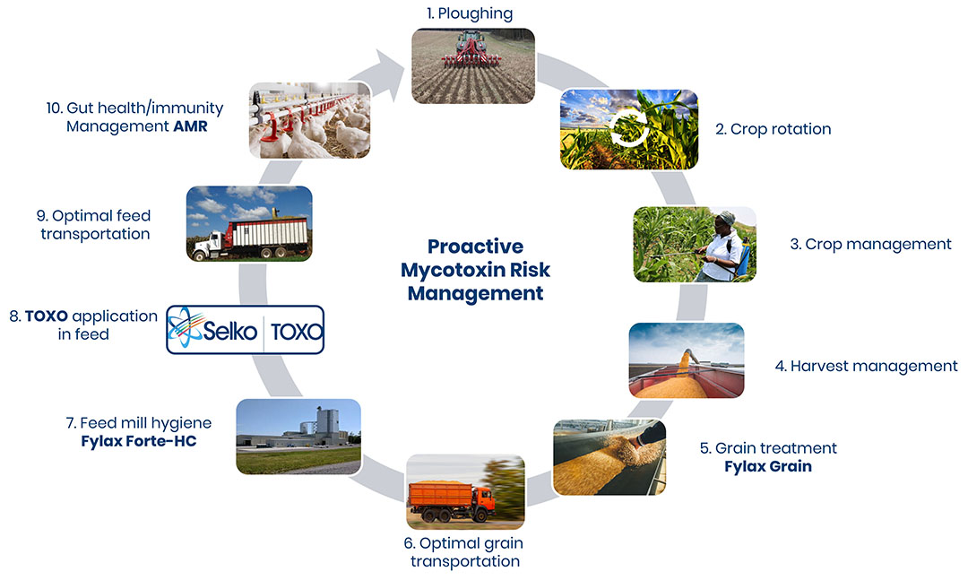 Figura 1- Sistema de 10 puntos de Selko para la gestión proactiva del riesgo de micotoxinas.