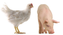 El DON tiene influencias similares y diferentes en pollos de engorde y cerdos. Foto: Shutterstock
