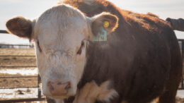 El sector del vacuno de carne se está adaptando a la situación mediante piensos alternativos. Foto: Gobierno de Saskatchewan