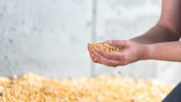 De forma similar al grano, la evaluación del riesgo total de micotoxinas del ensilado de maíz puede variar en función de las micotoxinas analizadas . Foto: Alltech