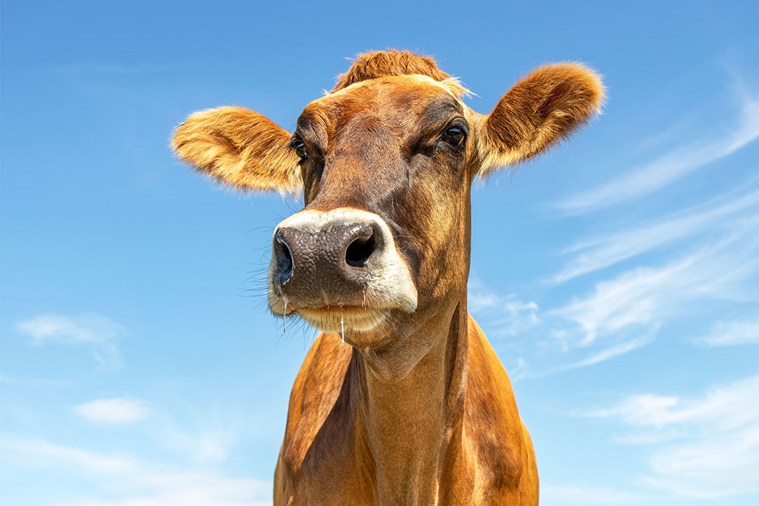 Un estudio demuestra que la suplementación con ácido húmico en vacas lecheras de raza Pardo Suizo aumenta el peso vivo de las terneras hembras más que el de los terneros machos. Foto: Canva