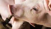 Incluir mezclas de ácidos orgánicos que mejoren el bienestar y la eficiencia alimentaria de los cerdos destetados puede ayudar a sostener las empresas en periodos de incertidumbre. Foto: Shutterstock