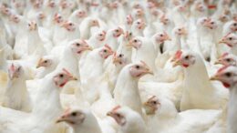 Los pollos con coccidiosis subclínica son asintomáticos, pero su crecimiento y eficiencia alimentaria siguen estando comprometidos. Foto: Orffa