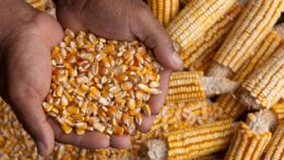 Un reciente análisis mundial de micotoxinas reveló que las concentraciones de DON en el maíz en 2023 habían aumentado en la segunda mitad del año, cuando las temperaturas eran más frescas. Foto: Canva