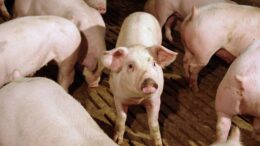 El consumo de micotoxinas por parte de los cerdos, tanto por debajo como por encima de las directrices reglamentarias, podría afectar negativamente a su crecimiento. Foto: Alltech