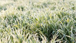 Los informes de algunos países europeos sugieren un fuerte descenso de la superficie de cereales de invierno debido al persistente mal tiempo. Foto: Canva