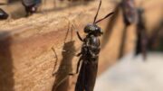 Proporcionar larvas vivas de mosca soldado negro a los lechones podría facilitar la transición al destete.