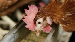 Nuevas investigaciones demuestran que una exposición moderada al DON repercute en el rendimiento productivo y la calidad de los huevos de las gallinas ponedoras. Foto: Jan Willem Schouten