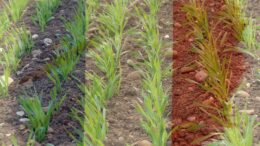 La siembra de primavera ha sido especialmente importante para la cebada, con una superficie de 502.000 hectáreas, un 12,2% más que el año anterior. Foto: Canva